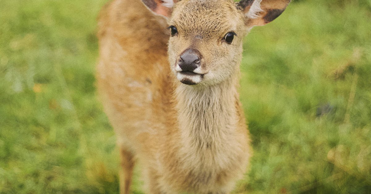 How to Maintain and Care for Your Free Standing Wardrobe