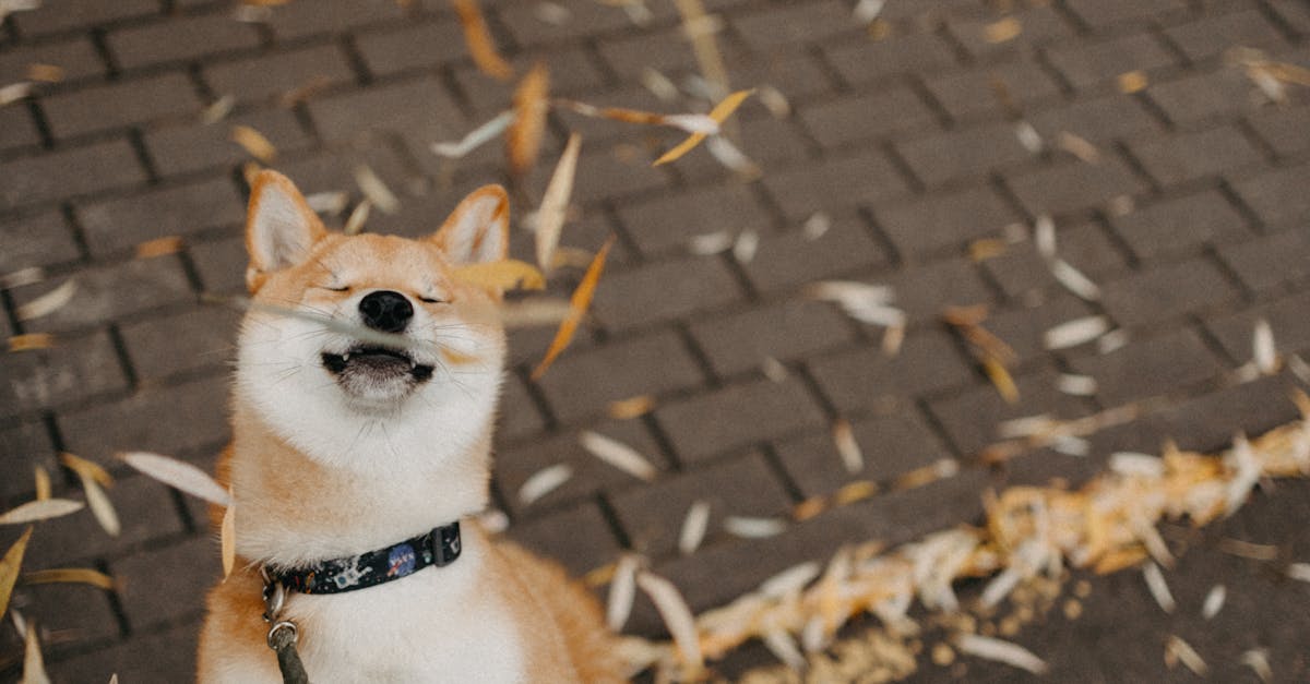 Review of the Most Durable Free Standing Wardrobes on the Market