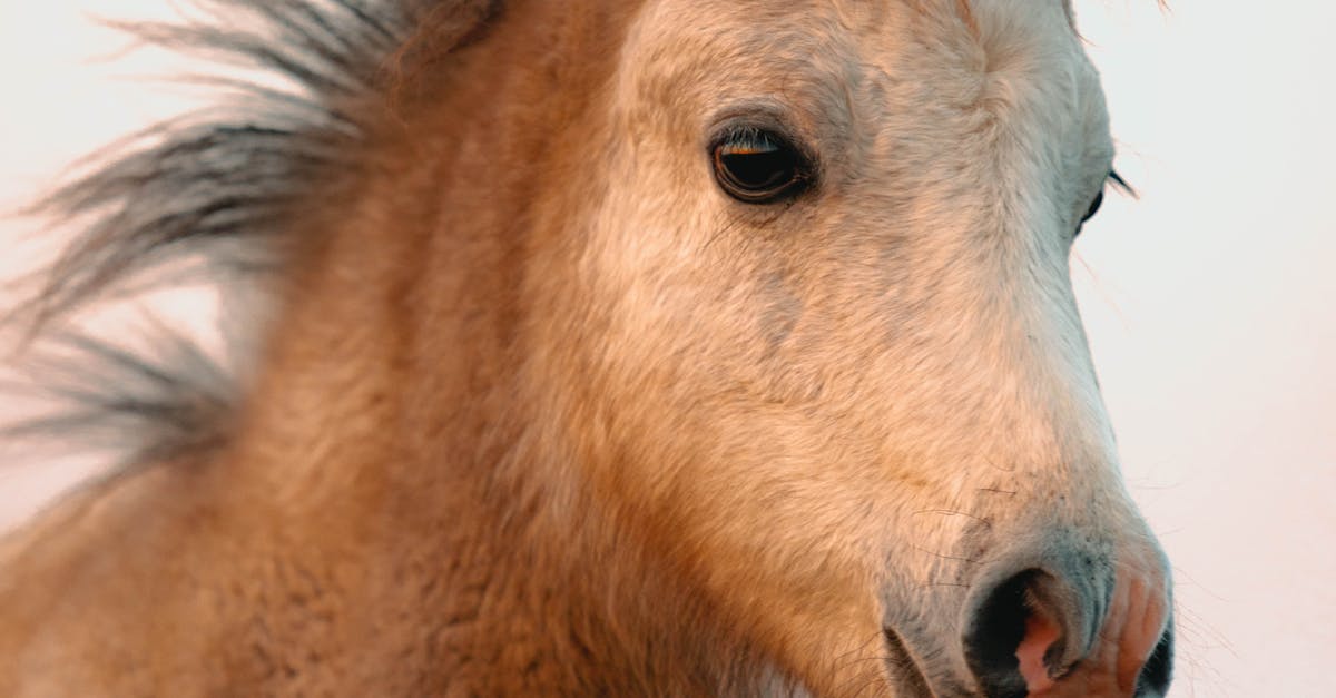 Round Up of Must-Have Features in Free Standing Wardrobes