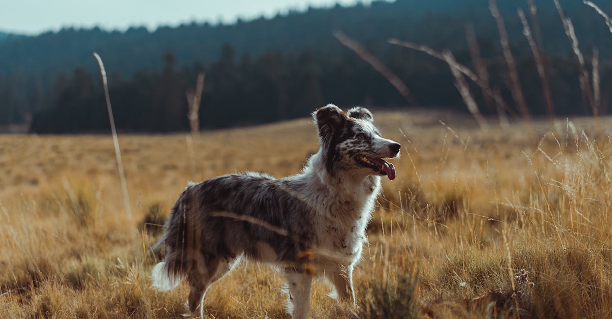 Why Storage Solutions Matter When Choosing a Free Standing Wardrobe